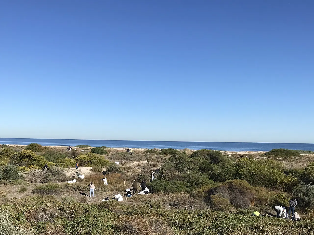 Planting and Weeding sessions at Taperoo Dunes